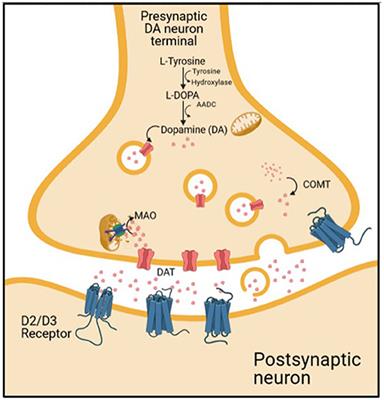 The Emerging Role of SPECT Functional Neuroimaging in Schizophrenia and Depression